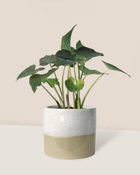 Caladium Super Daging - cream two tone planter - Potted plant - Tumbleweed Plants - Online Plant Delivery Singapore