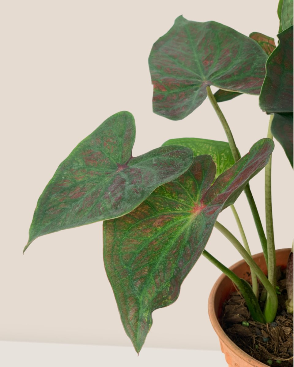 Caladium Super Daging - grow pot - Potted plant - Tumbleweed Plants - Online Plant Delivery Singapore