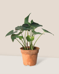 Caladium Super Daging - grow pot - Potted plant - Tumbleweed Plants - Online Plant Delivery Singapore