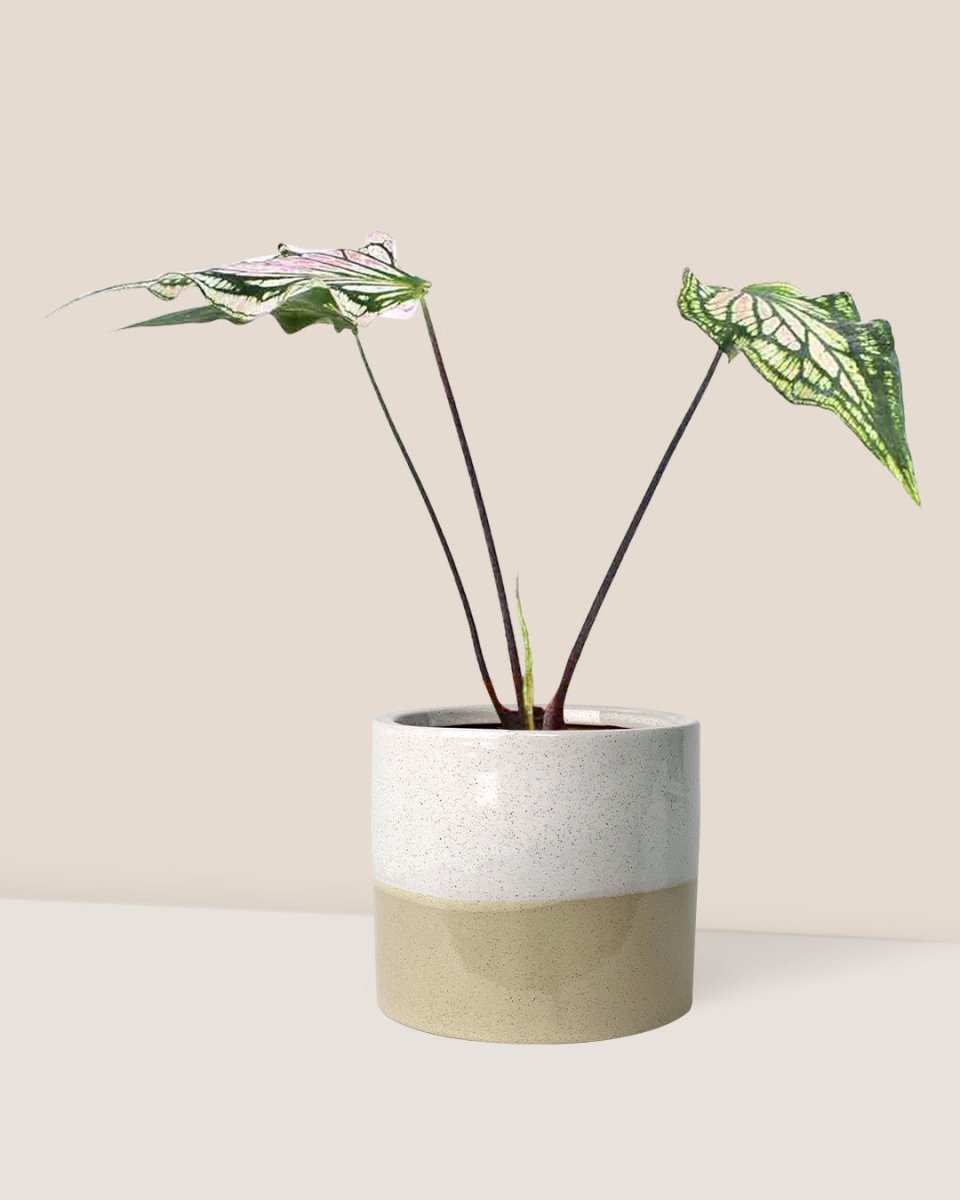 Caladium ‘Thai Beauty’ - cream two tone planter - Just plant - Tumbleweed Plants - Online Plant Delivery Singapore