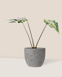 Caladium ‘Thai Beauty’ - egg pot - small/grey - Just plant - Tumbleweed Plants - Online Plant Delivery Singapore
