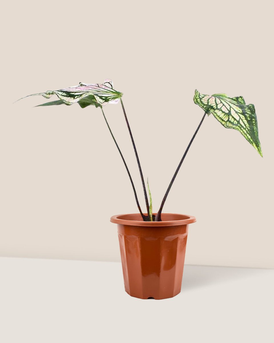 Caladium ‘Thai Beauty’ - grow pot - Just plant - Tumbleweed Plants - Online Plant Delivery Singapore