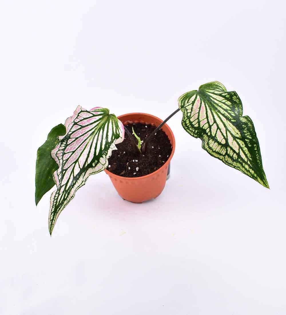 Caladium ‘Thai Beauty’ - terracotta pot - Just plant - Tumbleweed Plants - Online Plant Delivery Singapore
