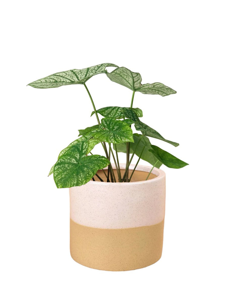 Caladium White Christmas - blue white two tone pot - Potted plant - Tumbleweed Plants - Online Plant Delivery Singapore