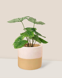Caladium White Christmas - cream two tone planter - Potted plant - Tumbleweed Plants - Online Plant Delivery Singapore