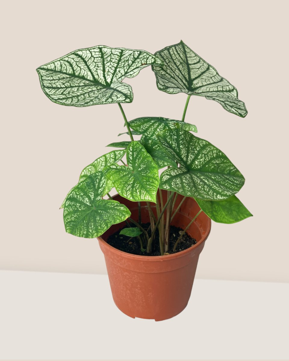Caladium White Christmas - grow pot - Potted plant - Tumbleweed Plants - Online Plant Delivery Singapore