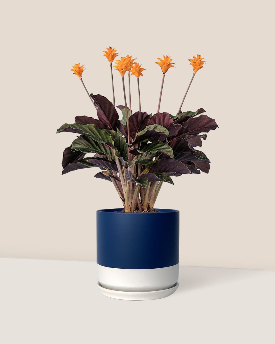 Calathea Eternal Flame - blue white two tone pot - Just plant - Tumbleweed Plants - Online Plant Delivery Singapore