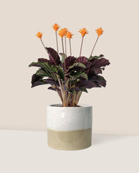 Calathea Eternal Flame - cream two tone planter - Just plant - Tumbleweed Plants - Online Plant Delivery Singapore