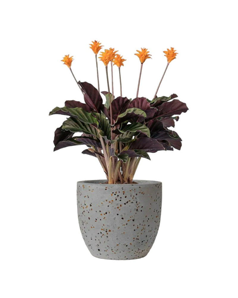 Calathea Eternal Flame - egg pot - small/grey - Just plant - Tumbleweed Plants - Online Plant Delivery Singapore