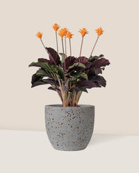 Calathea Eternal Flame - egg pot - small/grey - Just plant - Tumbleweed Plants - Online Plant Delivery Singapore