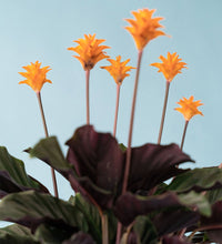 Calathea Eternal Flame - grow pot - Just plant - Tumbleweed Plants - Online Plant Delivery Singapore