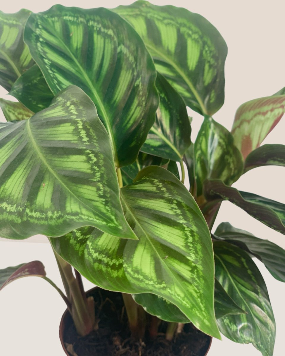 Calathea Libbyana - grow pot - Potted plant - Tumbleweed Plants - Online Plant Delivery Singapore