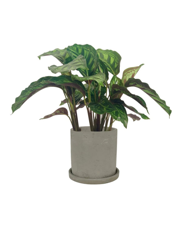 Calathea Libbyana - smoffy cement planter - round - Potted plant - Tumbleweed Plants - Online Plant Delivery Singapore