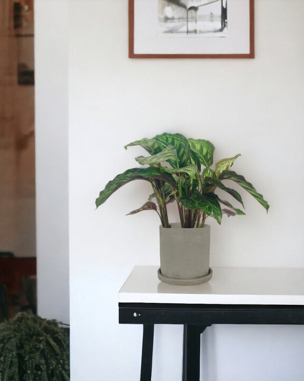Calathea Libbyana - smoffy cement planter - round - Potted plant - Tumbleweed Plants - Online Plant Delivery Singapore
