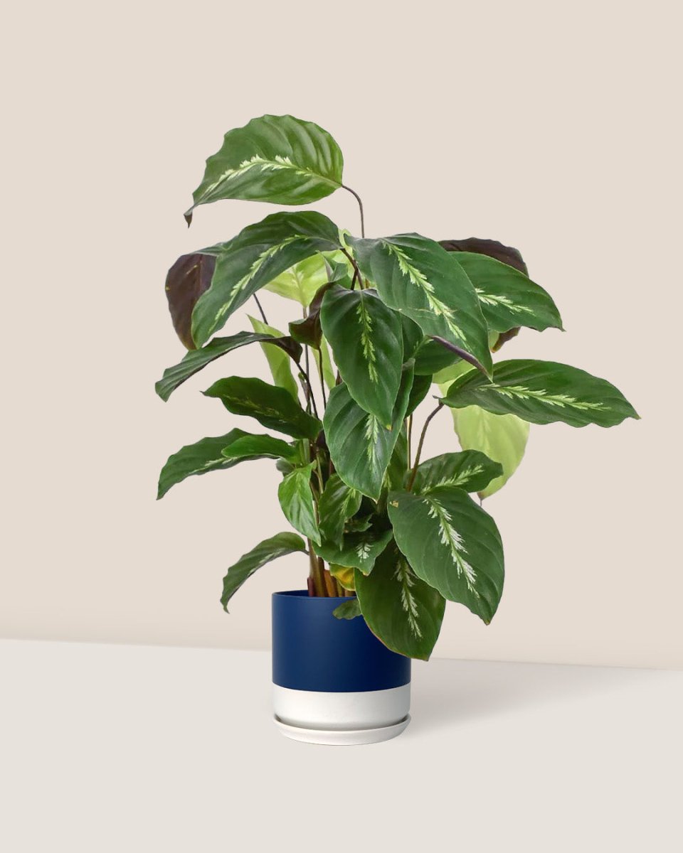 Calathea Maui Queen - blue white two tone pot - Just plant - Tumbleweed Plants - Online Plant Delivery Singapore