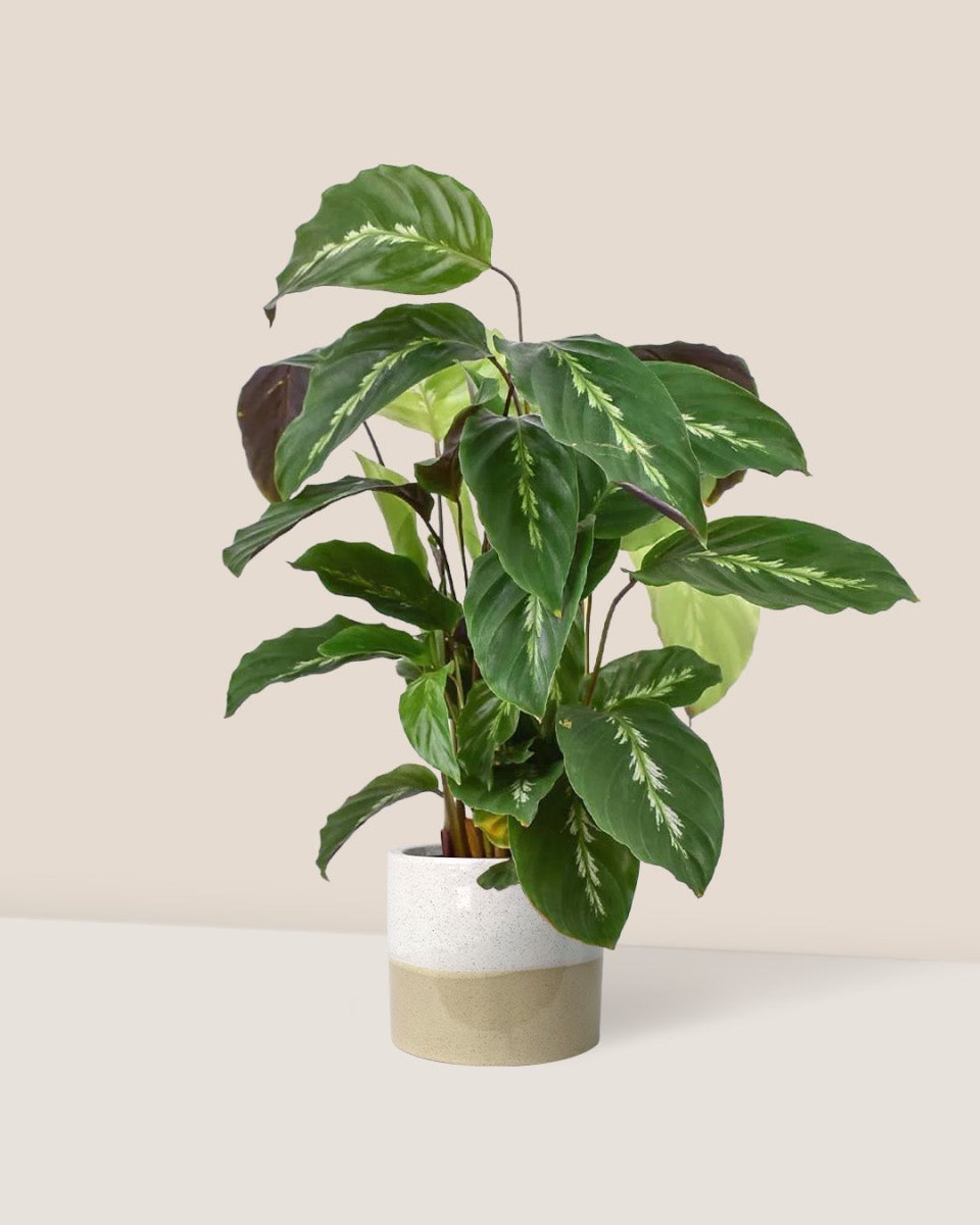 Calathea Maui Queen - cream two tone planter - Just plant - Tumbleweed Plants - Online Plant Delivery Singapore