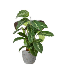 Calathea Maui Queen - egg pot - small/grey - Just plant - Tumbleweed Plants - Online Plant Delivery Singapore
