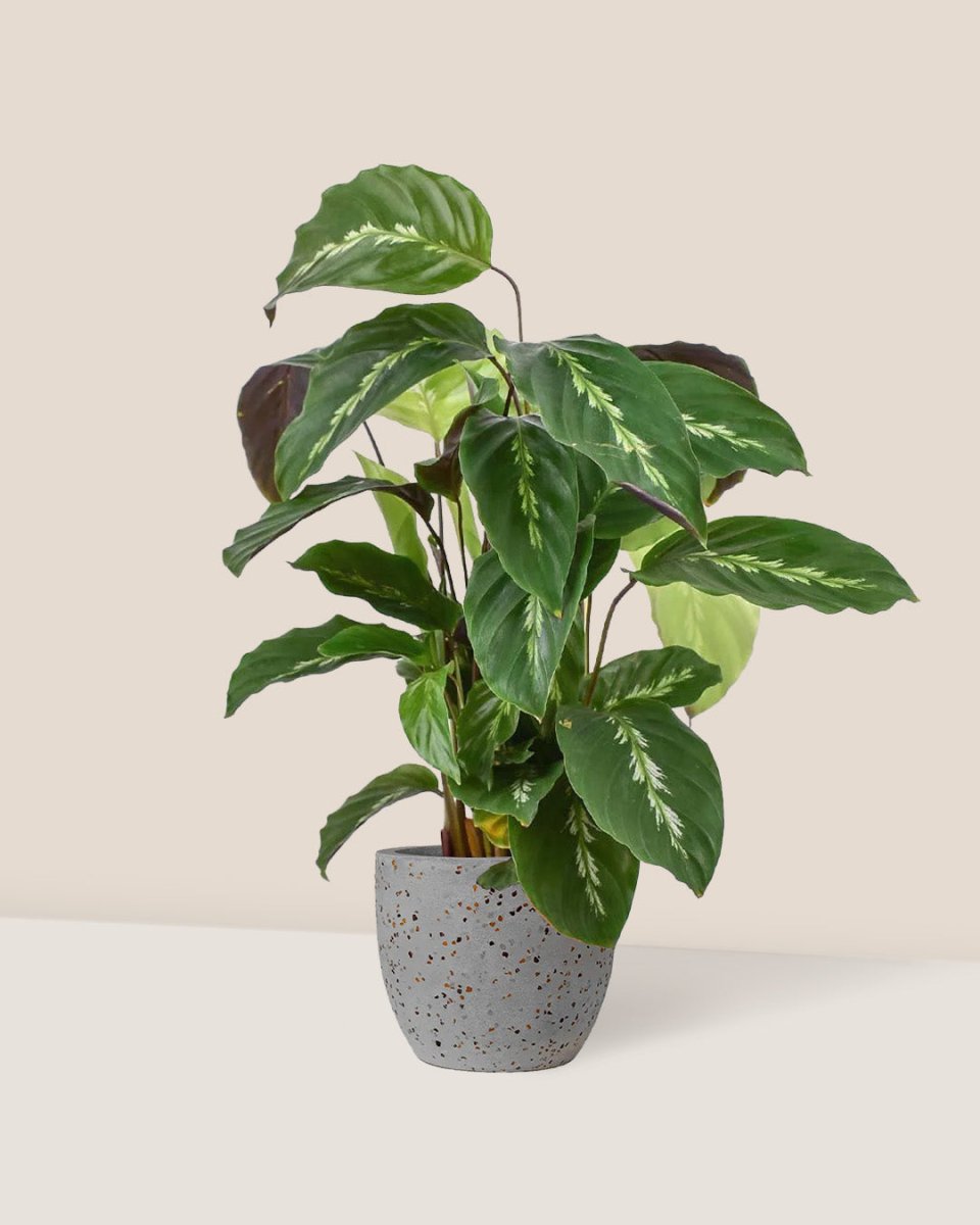 Calathea Maui Queen - egg pot - small/grey - Just plant - Tumbleweed Plants - Online Plant Delivery Singapore