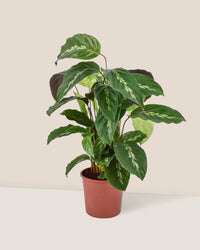 Calathea Maui Queen - grow pot - Just plant - Tumbleweed Plants - Online Plant Delivery Singapore