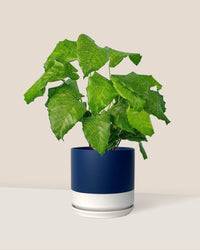 Calathea Network - blue white two tone pot - Just plant - Tumbleweed Plants - Online Plant Delivery Singapore