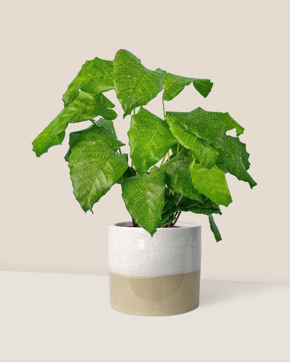 Calathea Network - cream two tone planter - Just plant - Tumbleweed Plants - Online Plant Delivery Singapore