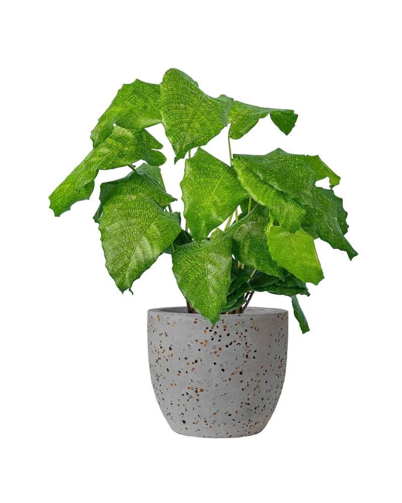 Calathea Network - egg pot - small/grey - Just plant - Tumbleweed Plants - Online Plant Delivery Singapore