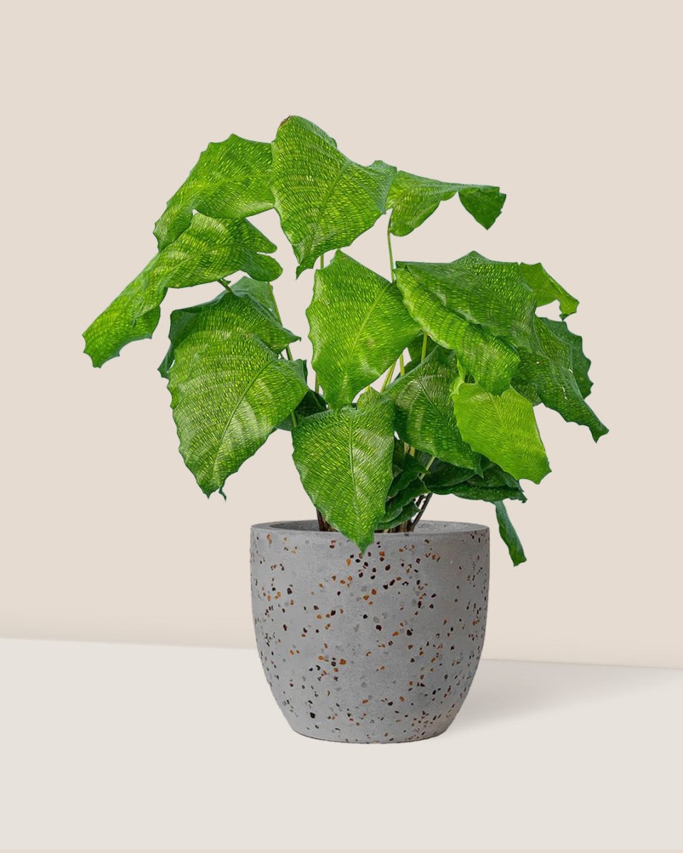 Calathea Network - egg pot - small/grey - Just plant - Tumbleweed Plants - Online Plant Delivery Singapore