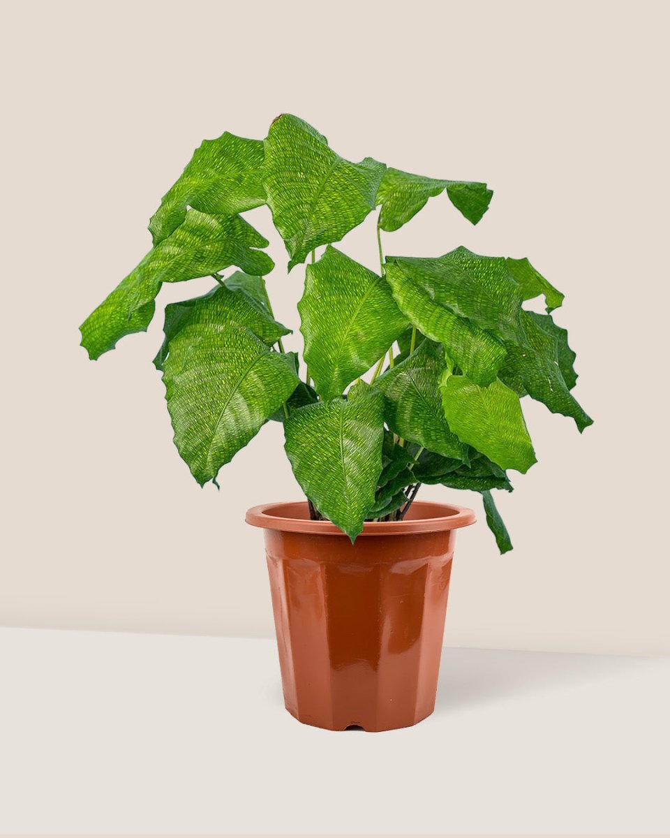 Calathea Network - grow pot - Just plant - Tumbleweed Plants - Online Plant Delivery Singapore