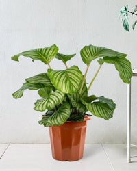 Calathea Orbifolia - grow pot - Potted plant - Tumbleweed Plants - Online Plant Delivery Singapore