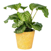 Calathea Orbifolia