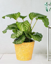 Calathea Orbifolia - terrazzo pot yellow - Potted plant - Tumbleweed Plants - Online Plant Delivery Singapore