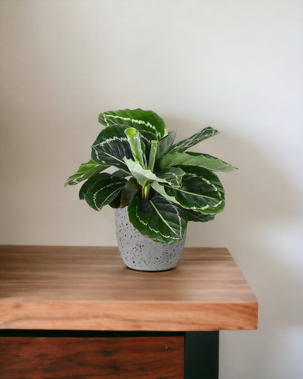 Calathea Roseopicta - egg pot - small/grey - Gifting plant - Tumbleweed Plants - Online Plant Delivery Singapore
