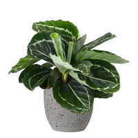 Calathea Roseopicta Green