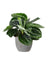 Calathea Roseopicta Green