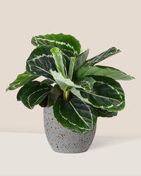 Calathea Roseopicta - egg pot - small/grey - Gifting plant - Tumbleweed Plants - Online Plant Delivery Singapore