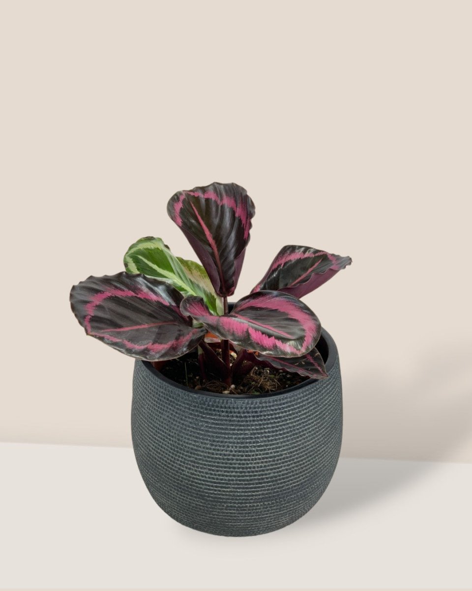 Calathea Roseopicta Purple - little bauble planter - quartz black - Gifting plant - Tumbleweed Plants - Online Plant Delivery Singapore