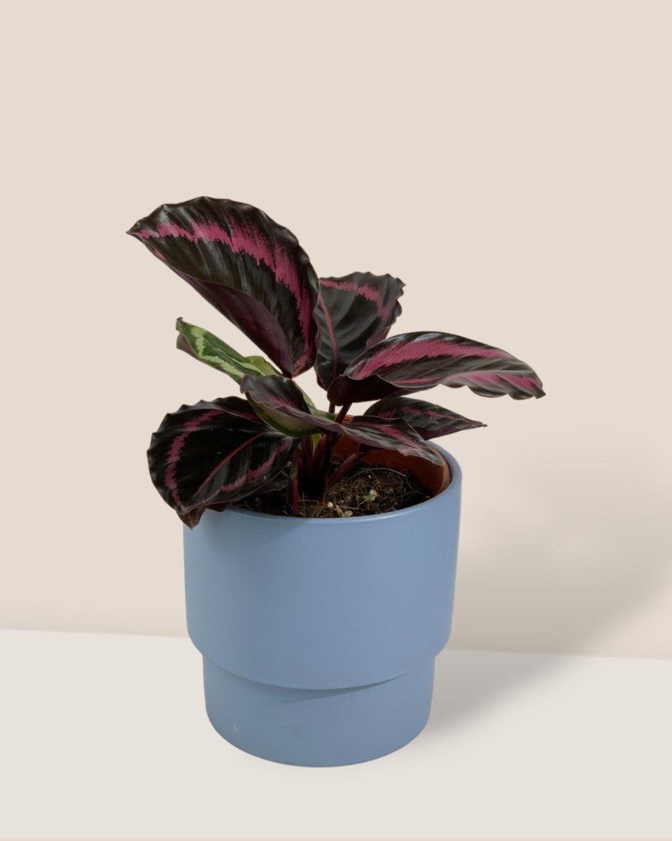Calathea Roseopicta Purple - plinth pots - blue - Gifting plant - Tumbleweed Plants - Online Plant Delivery Singapore
