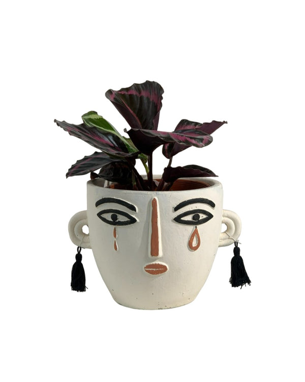 Calathea Roseopicta Purple - polly planter- white/short - Gifting plant - Tumbleweed Plants - Online Plant Delivery Singapore