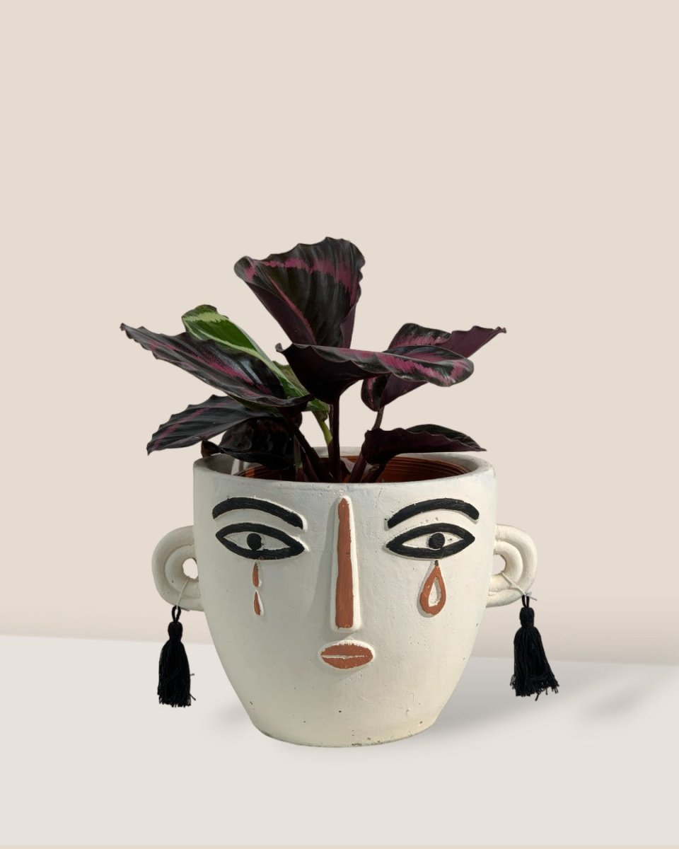 Calathea Roseopicta Purple - polly planter- white/short - Gifting plant - Tumbleweed Plants - Online Plant Delivery Singapore