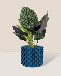 Calathea Sanderiana - carter planters - small - Potted plant - Tumbleweed Plants - Online Plant Delivery Singapore