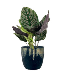 Calathea Sanderiana - cement cube - Potted plant - Tumbleweed Plants - Online Plant Delivery Singapore