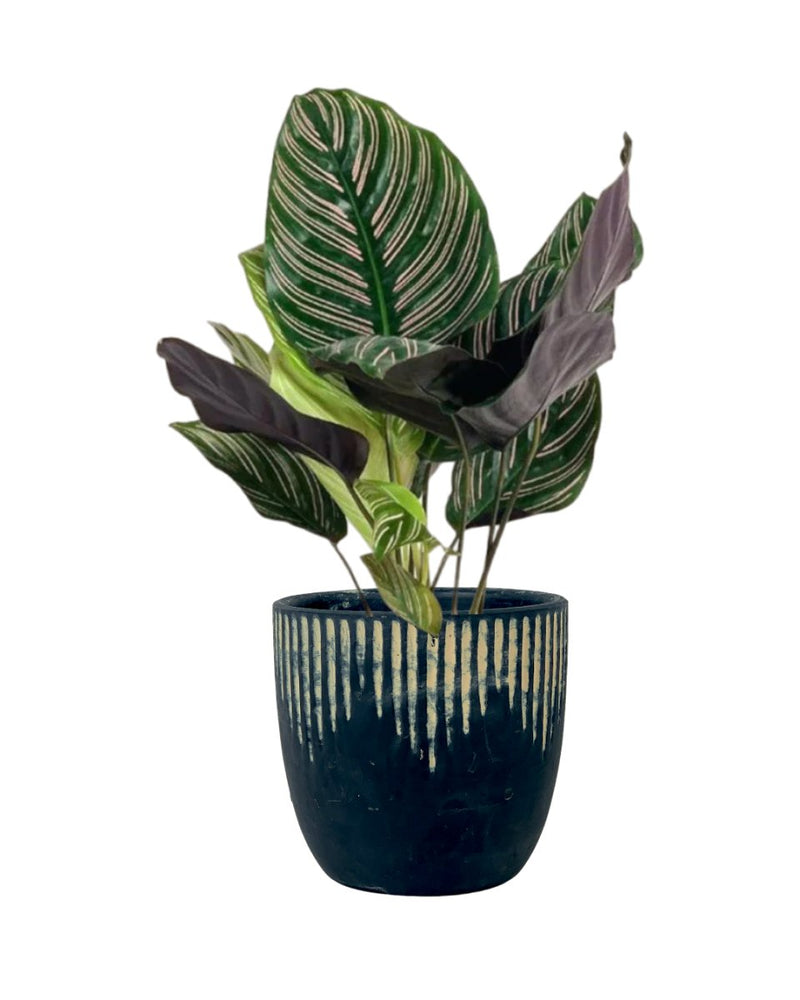 Calathea Sanderiana - cement cube - Potted plant - Tumbleweed Plants - Online Plant Delivery Singapore