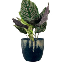 Calathea Sanderiana