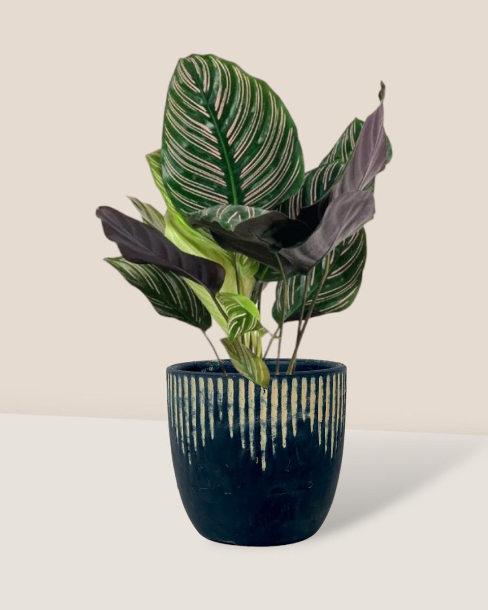 Calathea Sanderiana - etched planter - black - large - Potted plant - Tumbleweed Plants - Online Plant Delivery Singapore