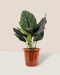 Calathea Sanderiana - grow pot - Potted plant - Tumbleweed Plants - Online Plant Delivery Singapore