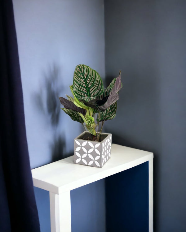 Calathea Sanderiana - staircase planter - Potted plant - Tumbleweed Plants - Online Plant Delivery Singapore