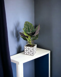Calathea Sanderiana - staircase planter - Potted plant - Tumbleweed Plants - Online Plant Delivery Singapore