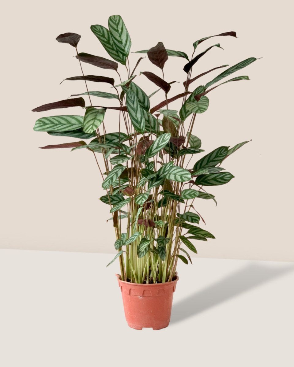 Calathea Setosa - grow pot - Potted plant - Tumbleweed Plants - Online Plant Delivery Singapore
