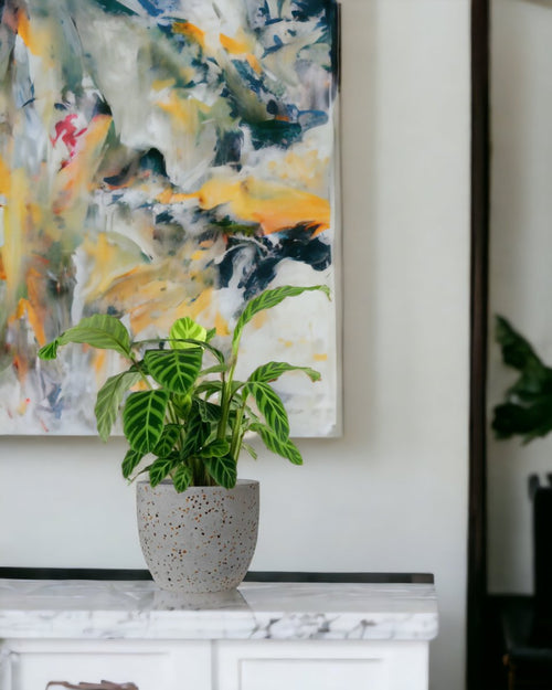 Calathea Zebrina - egg pot - small/grey - Potted plant - Tumbleweed Plants - Online Plant Delivery Singapore