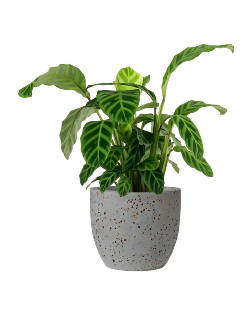 Calathea Zebrina - egg pot - small/grey - Potted plant - Tumbleweed Plants - Online Plant Delivery Singapore